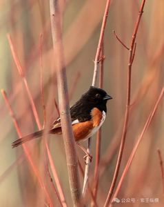 紫微斗數·可以不重視財運的時候