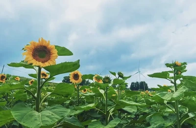 你的小桃花星是“正緣”還是“艷遇”？