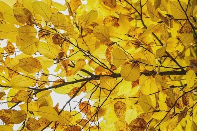 天府星的婚姻和家庭觀